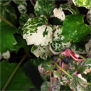 Parthenocissus tricuspidata 'Variegata'